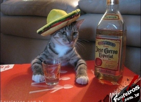 Gato tequila - Blog Farofeiros
