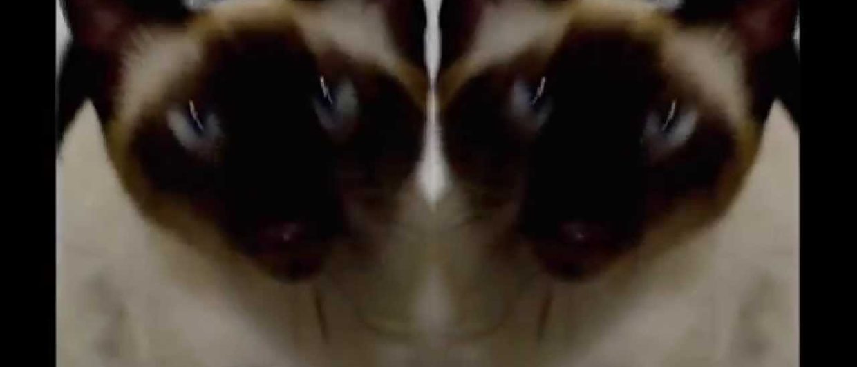 Abertura de Game of Thrones cantada por um gato