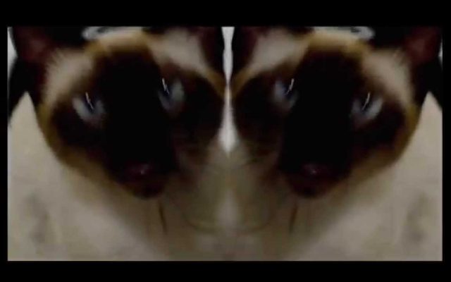 Abertura de Game of Thrones cantada por um gato