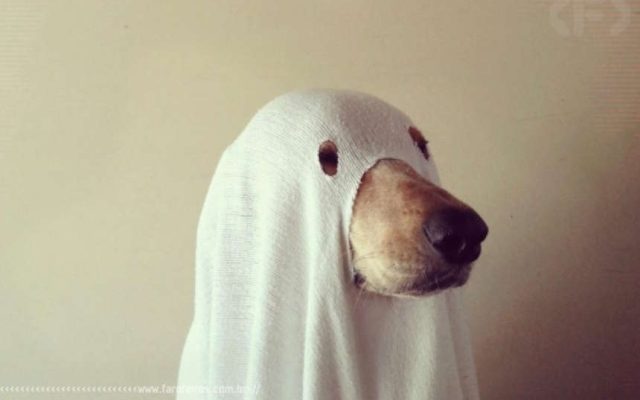 Editar é preciso - Cão fantasma - Blog Farofeiros
