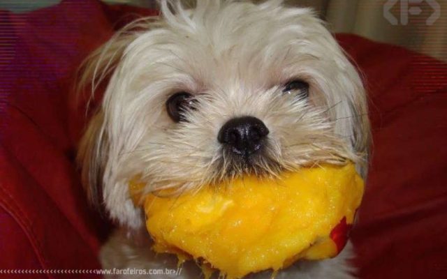 O cão chupando manga e outros capetas - Blog Farofeiros