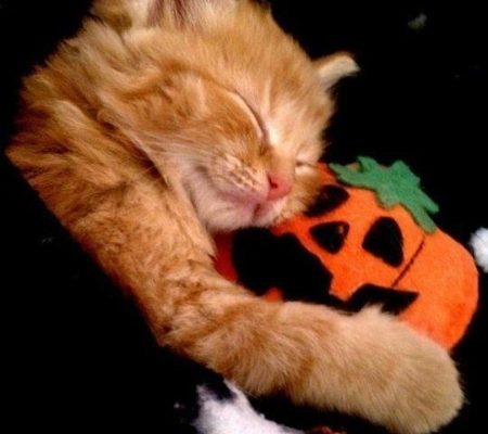 Semana dos Felinos - Cansadinha