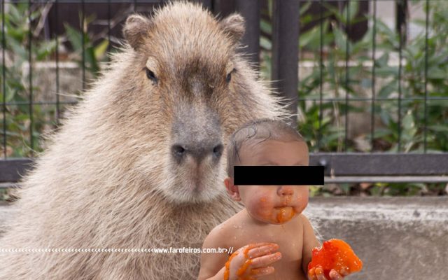 Capivara influencer com bebê humano - Blog Farofeiros - 3