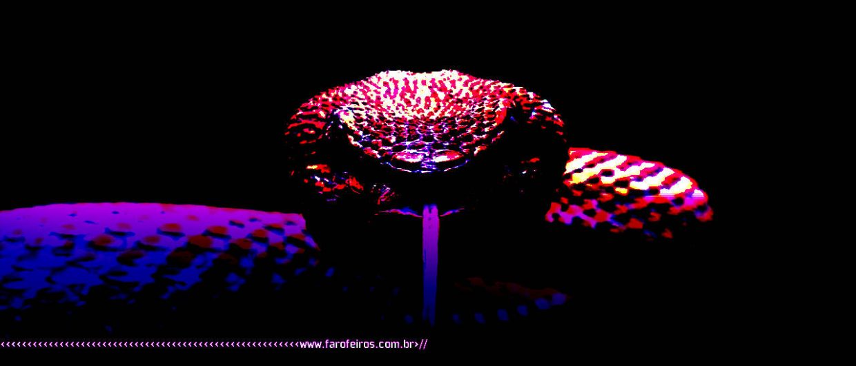 A forma dos sonhos - Cobra - 2 - BLOG FAROFEIROS