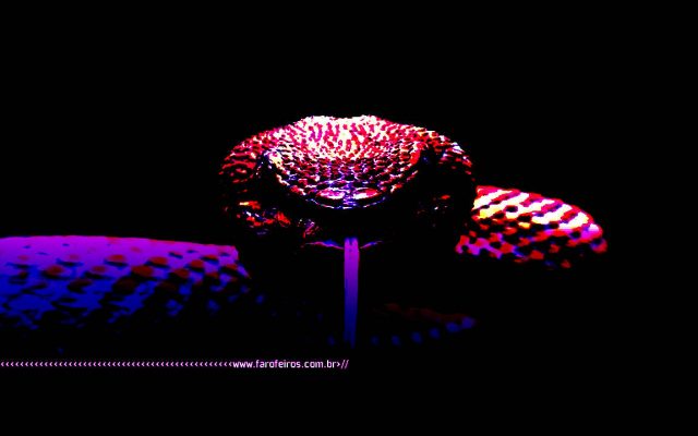 A forma dos sonhos - Cobra - 2 - BLOG FAROFEIROS