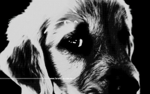 É preciso coragem na causa animal - BLOG FAROFEIROS
