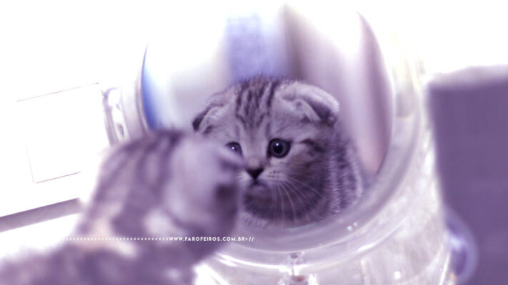Montagem com efeito clareador que destaca um filhote de gatinho se olhando assustado em um espelho. Na parte inferior, a marca d'água do site www.farofeiros.com.br